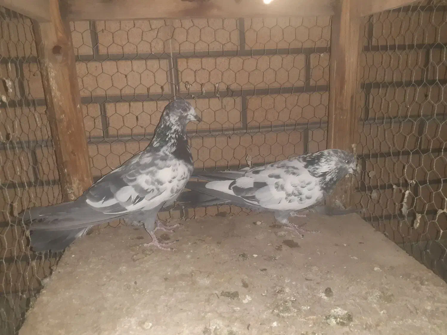 ۳ جفت قناری|پرنده|کاشان, باغ ماجد|دیوار