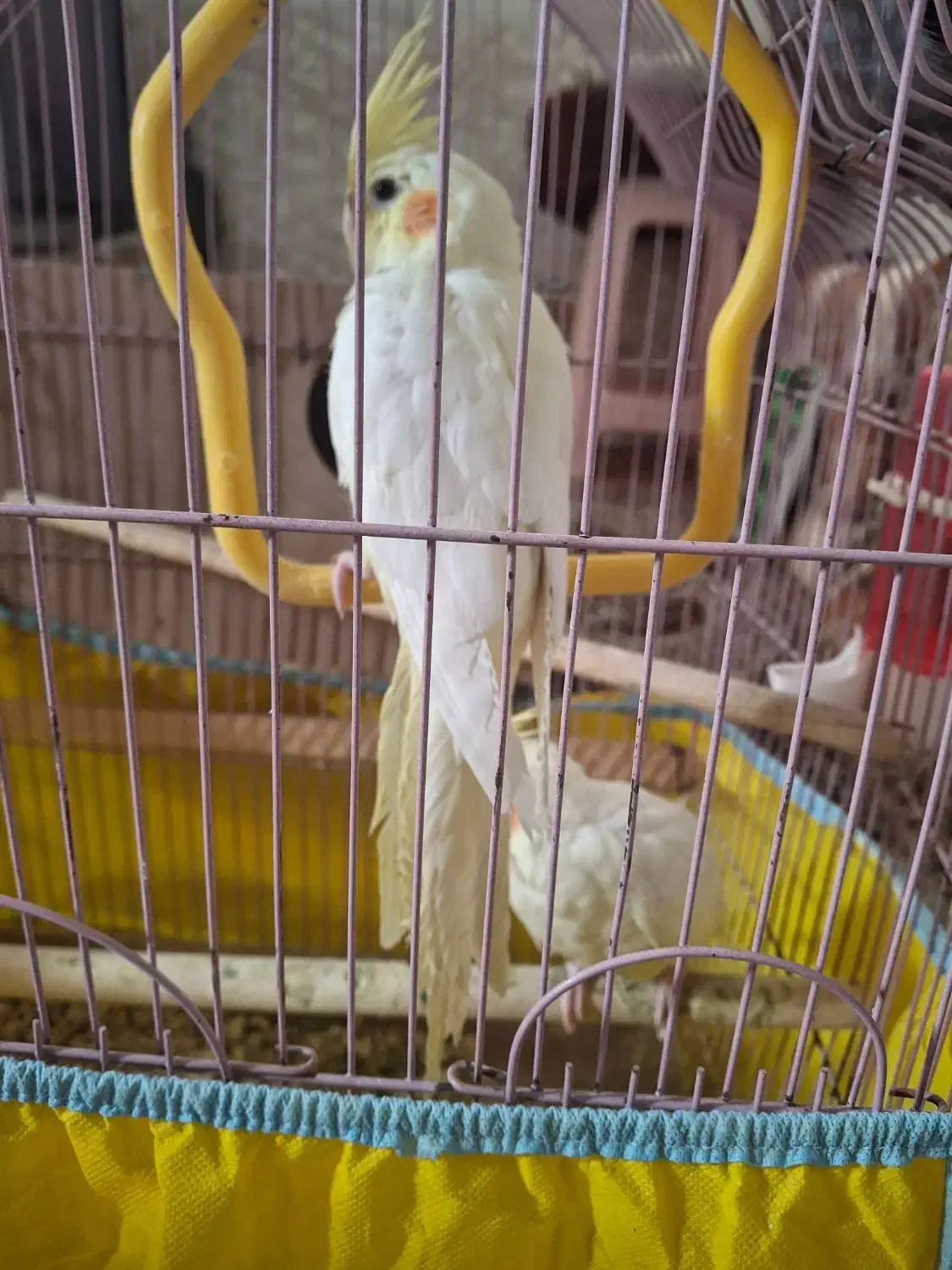 عروس هلندی|پرنده|یزد, |دیوار