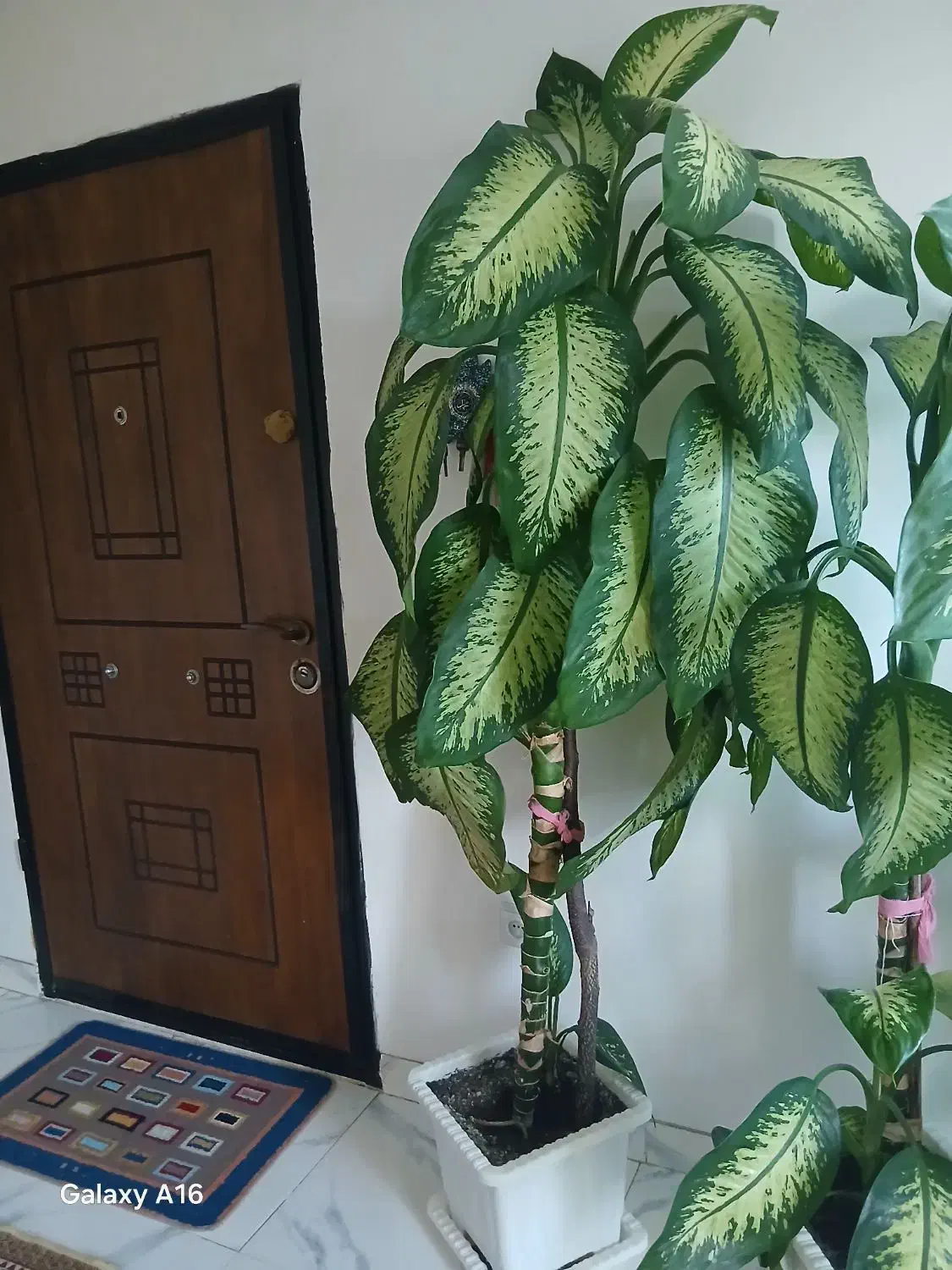 گل دیفن|گل و گیاه طبیعی|آستارا, |دیوار