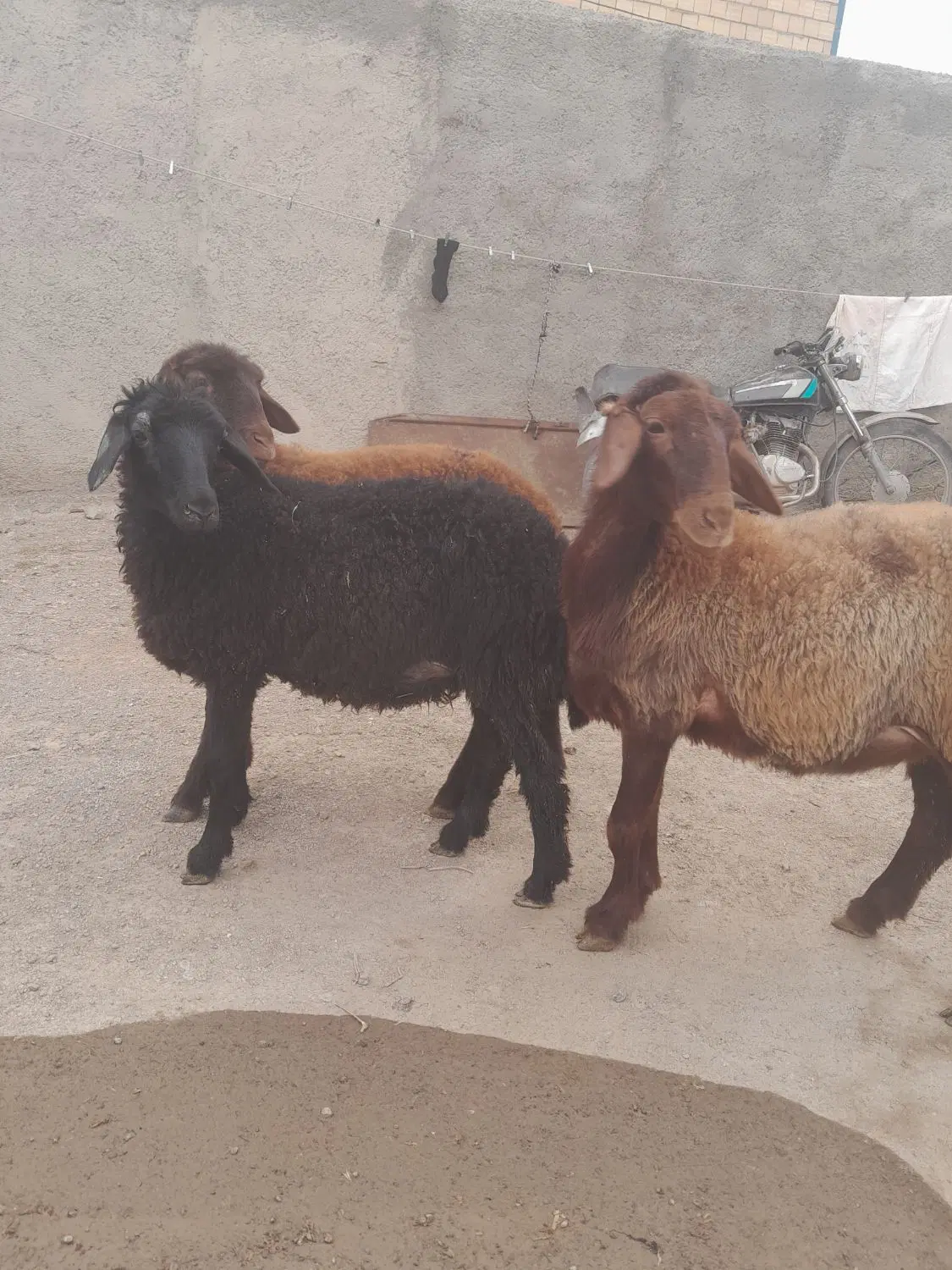 بره|حیوانات مزرعه|زنجان, |دیوار