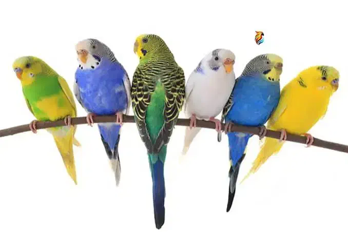 مرغ عشق|پرنده|قم, بکایی|دیوار