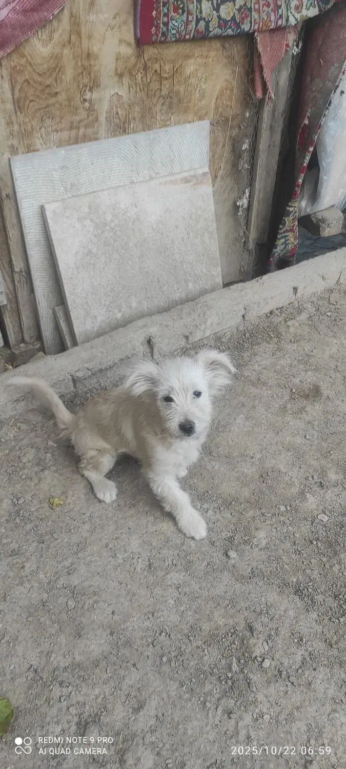 سگ پا کوتاه شپرز|سگ|گلبهار, شهر جدید گلبهار|دیوار