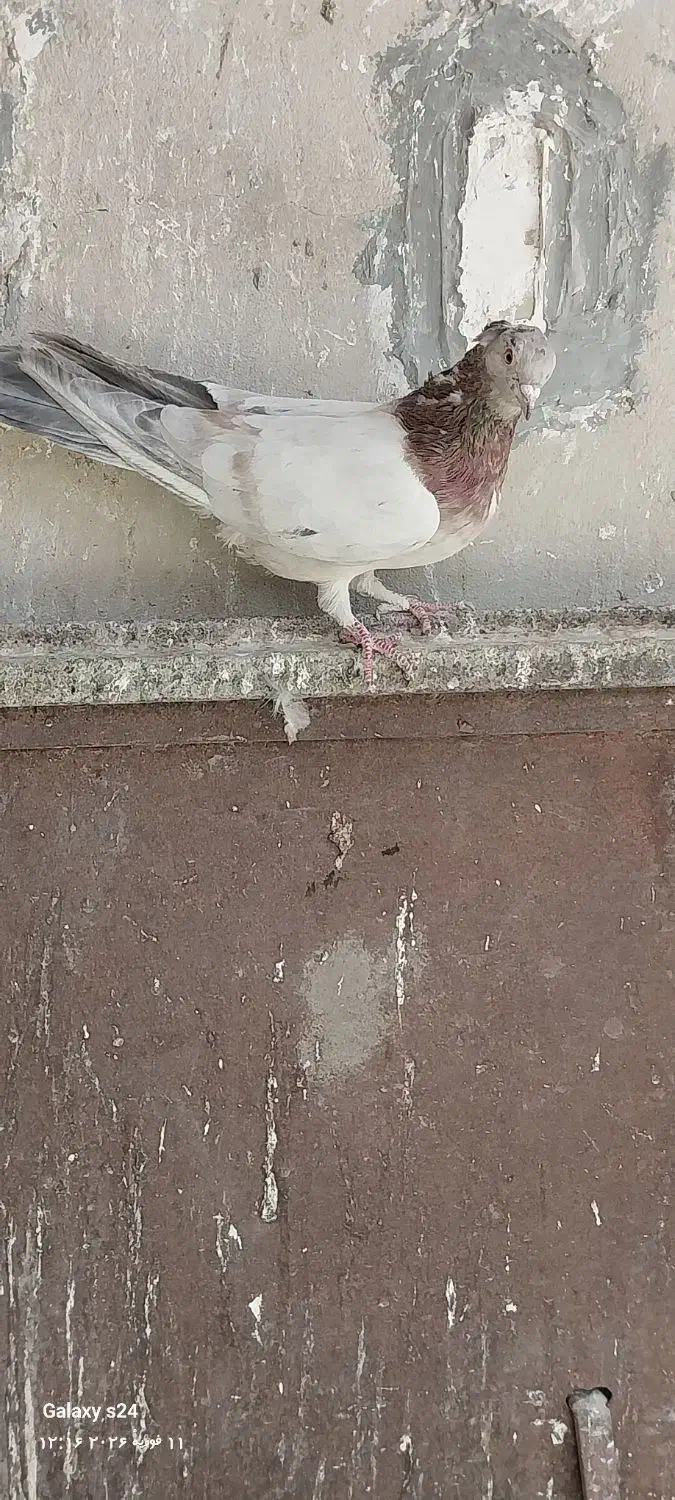 کفتر سور|پرنده|بم, |دیوار