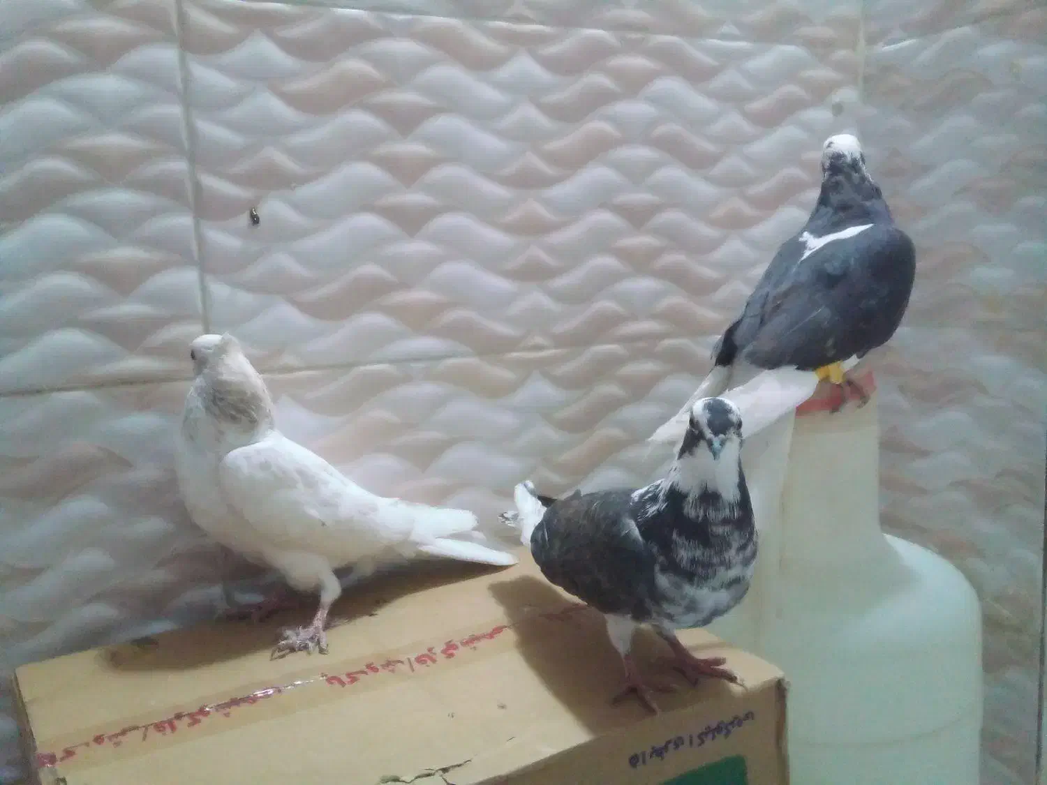 کبوتر طوقی|پرنده|اردبیل, |دیوار