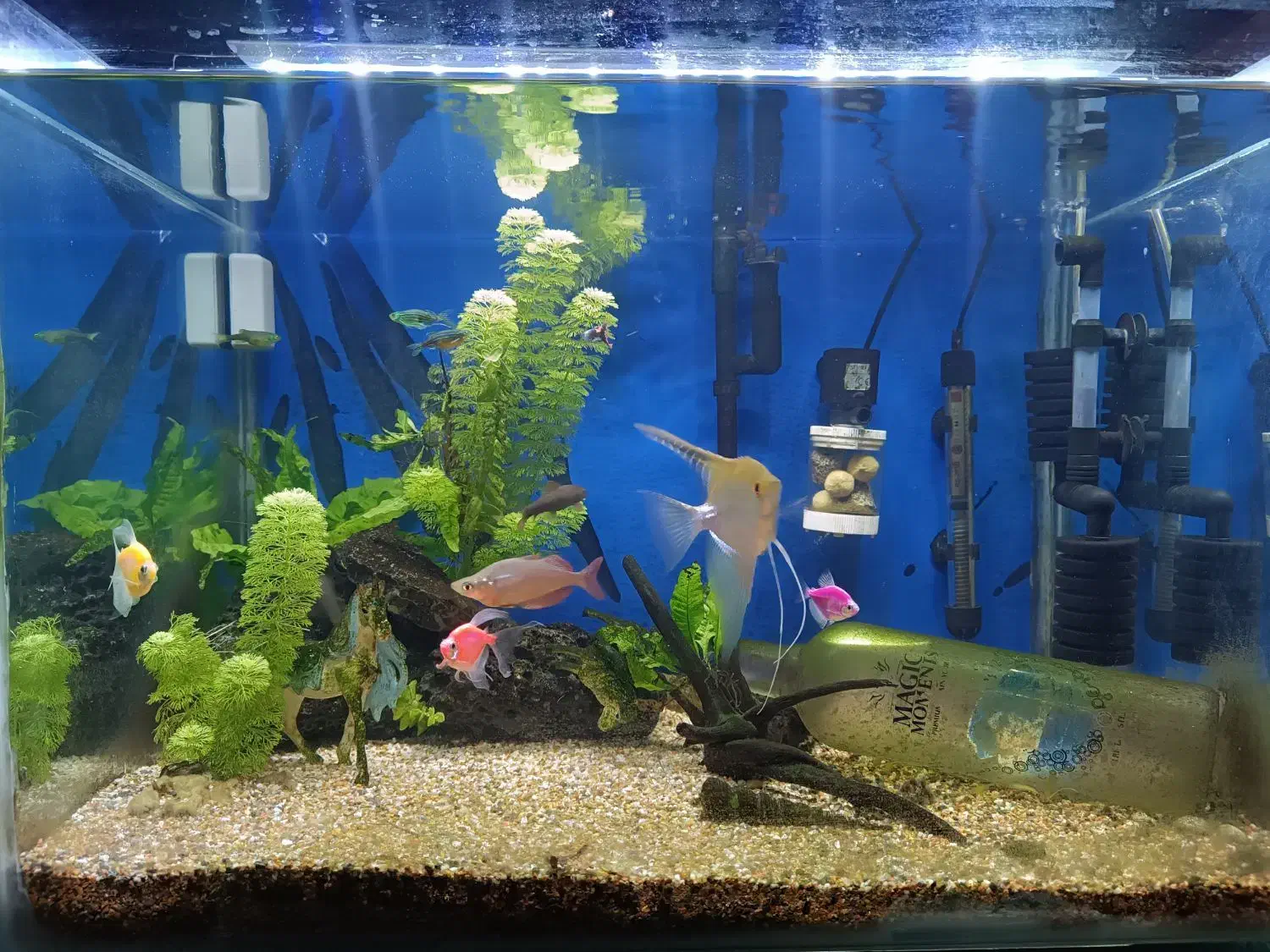 آکواریوم ماهی|ماهی|قشم, |دیوار