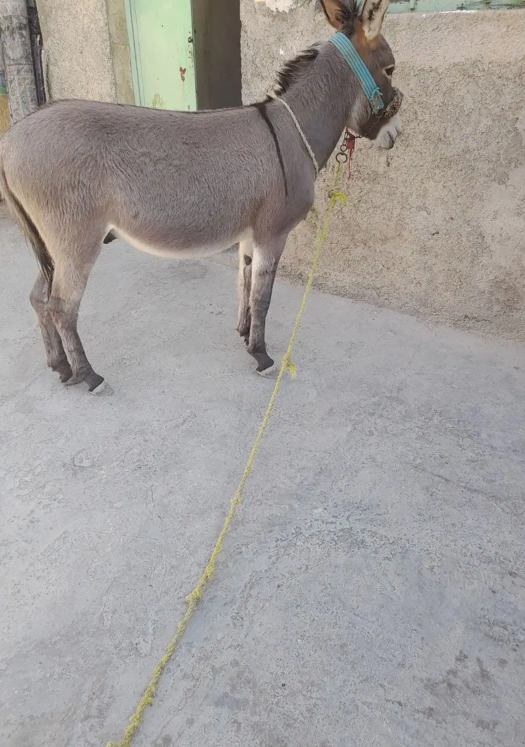 الاغ جوان|حیوانات مزرعه|کوهمره, |دیوار