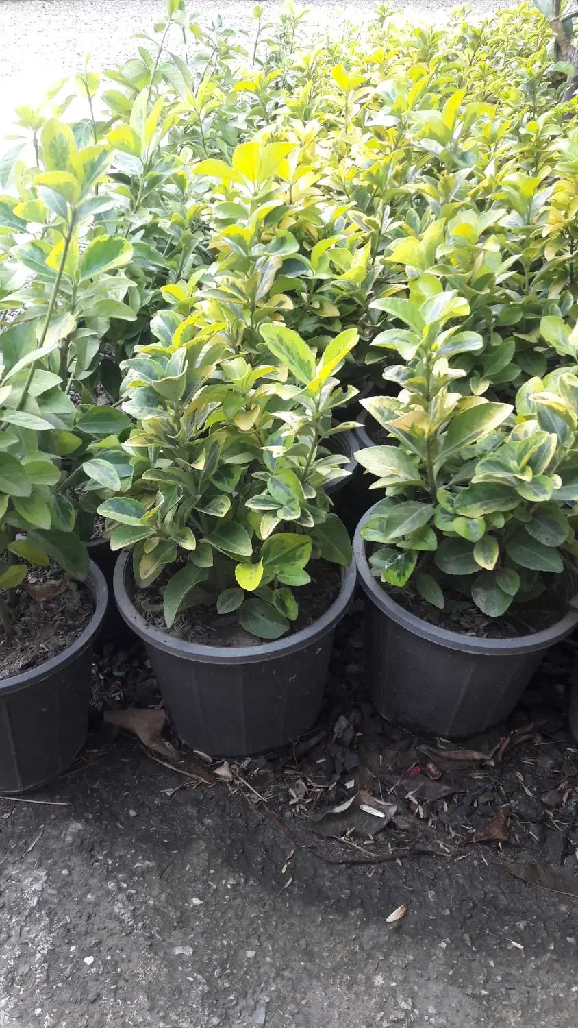 شمشادطلایی ویوکاوپالم|گل و گیاه طبیعی|رحیم‌آباد, |دیوار