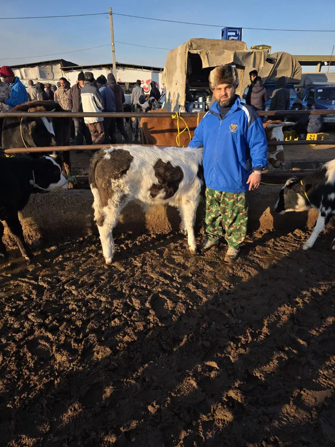 گوساله سیمینتال|حیوانات مزرعه|پل سفید, |دیوار