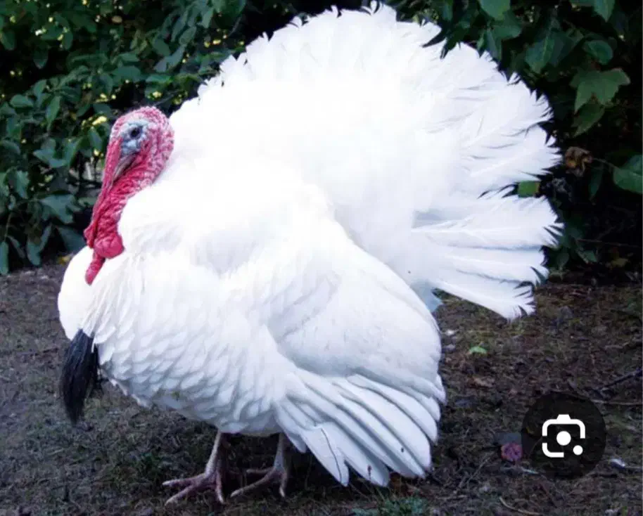 بوقلمون زنده پرواری|حیوانات مزرعه|زاوه, |دیوار