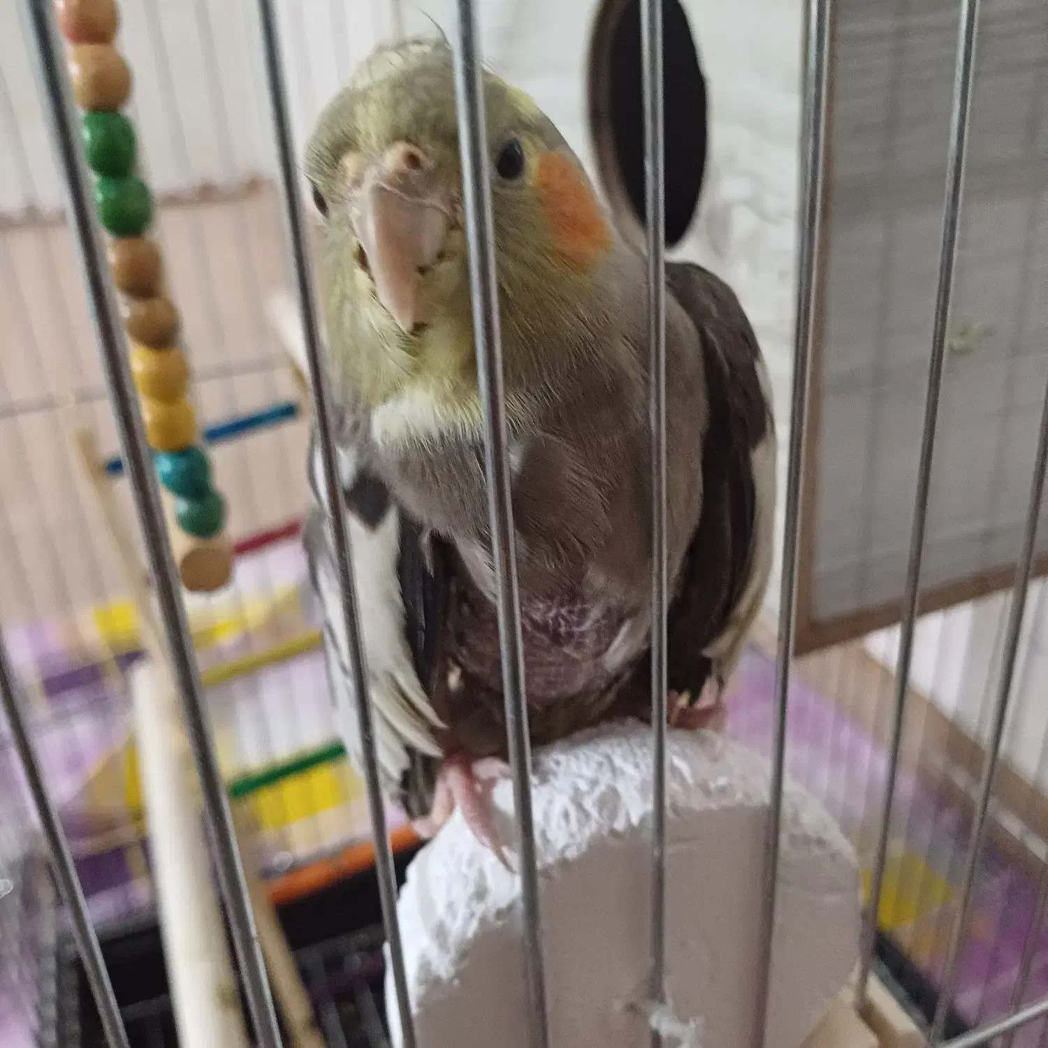 یه جفت عروس هلندی|پرنده|پاکدشت, پاکدشت (مامازند)|دیوار