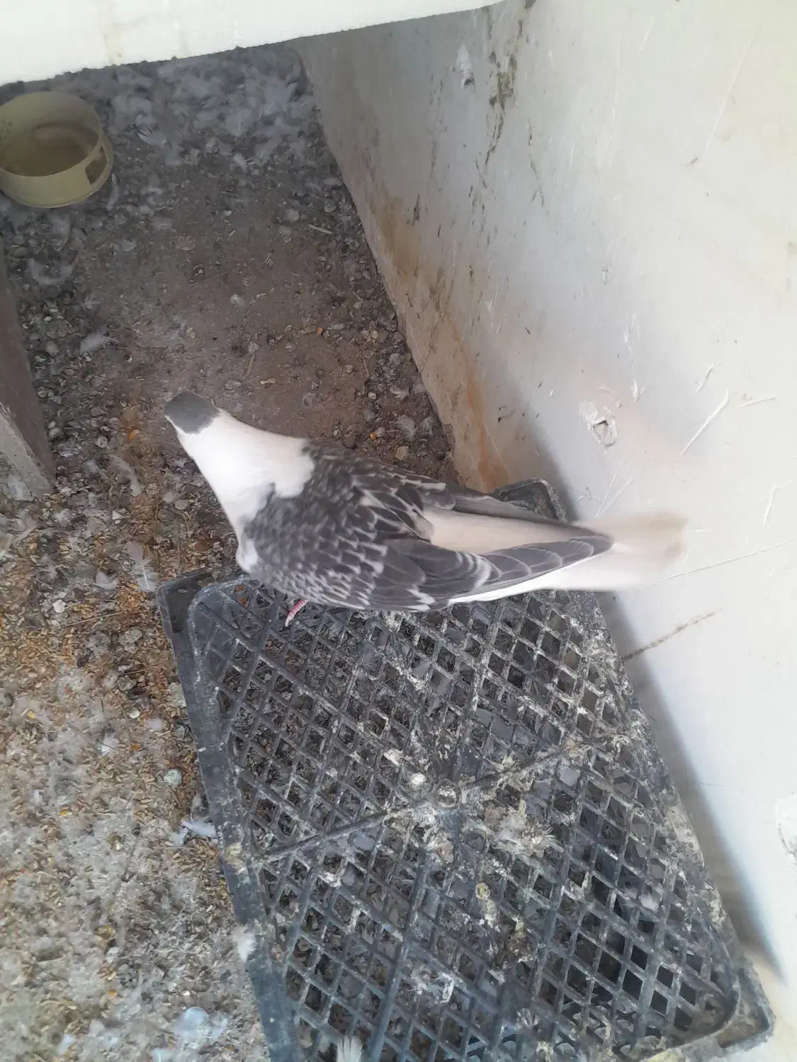 ۴تا ساده دوتا جوجه ودوتا نر وماده الانم تخم دارن|پرنده|مشهد, کشف|دیوار