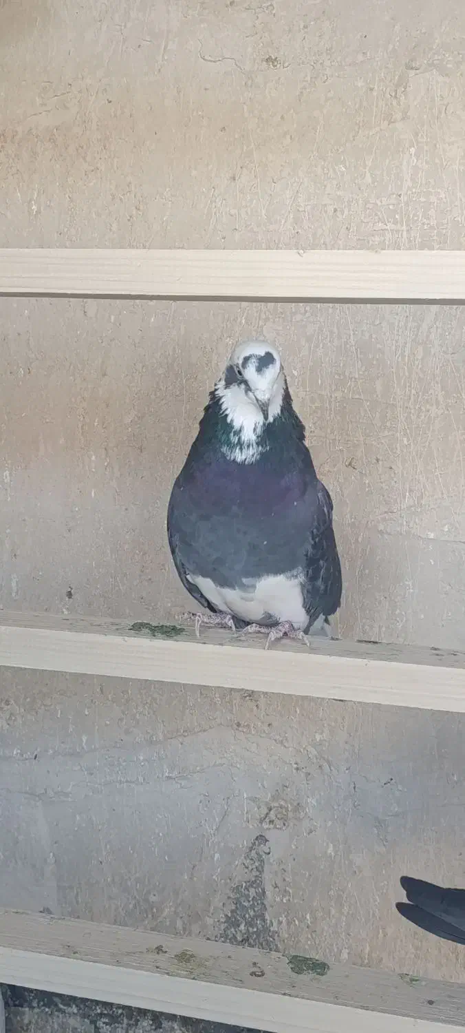 کبوتر|پرنده|محمدشهر, محمدشهر|دیوار