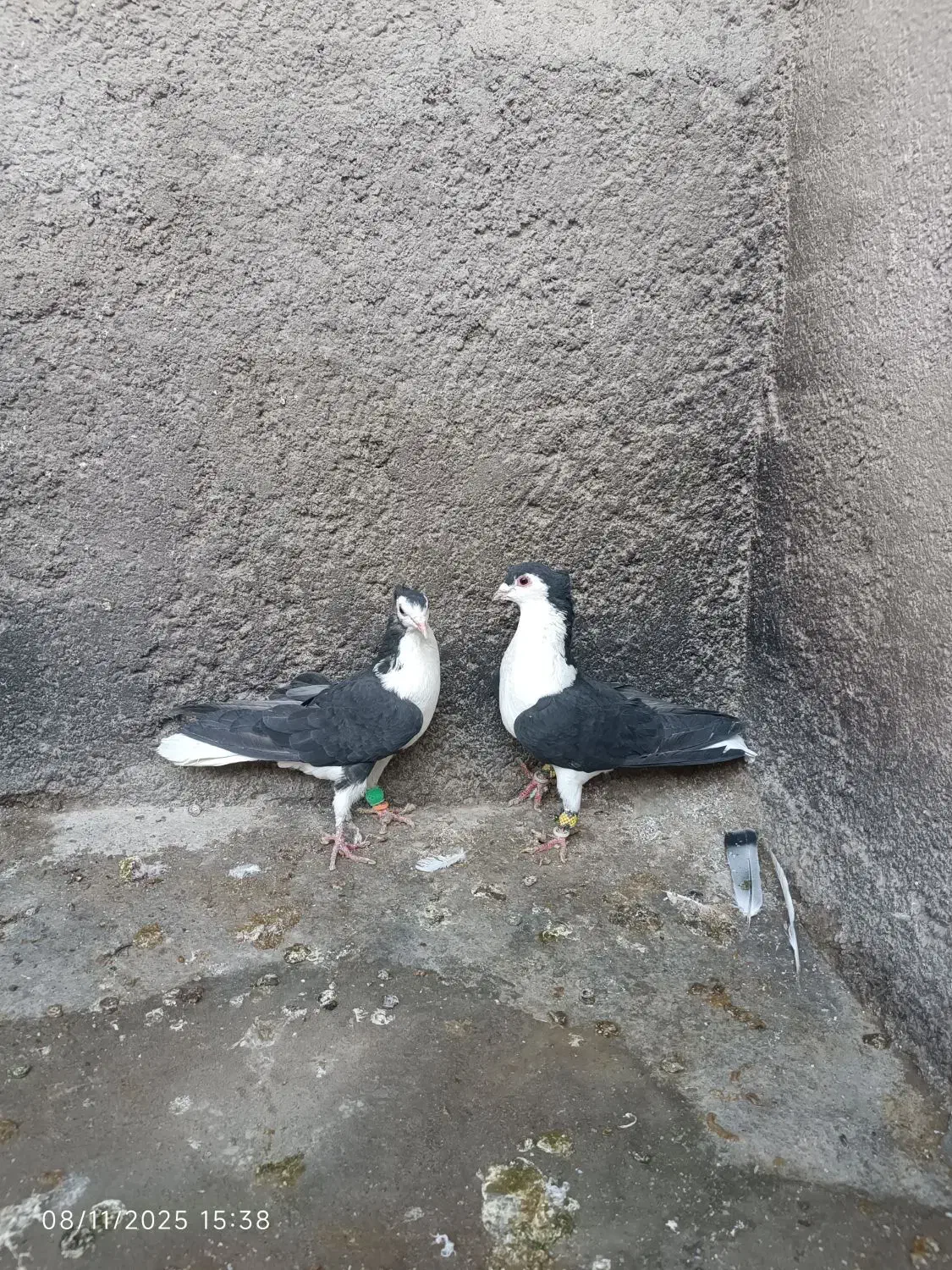 یک جفت کفتر نر و ماده ساده سیاه کاکولی|پرنده|قائن, |دیوار