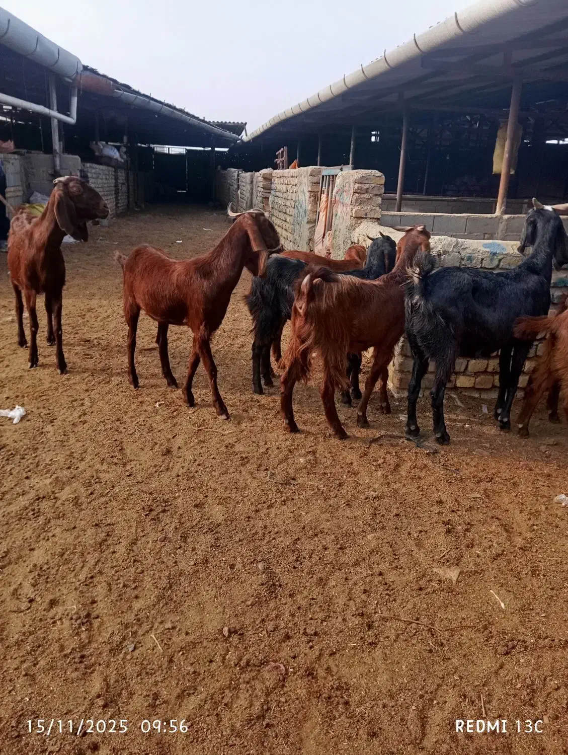 8راس بز جوان دورگ|حیوانات مزرعه|گنبد کاووس, |دیوار