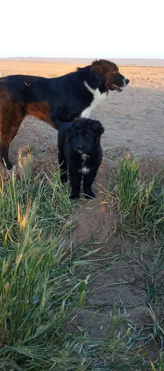 لاس 18ماهه آدمی سفت دم فحل فقط تماس بگیرید|سگ|آران و بیدگل, |دیوار
