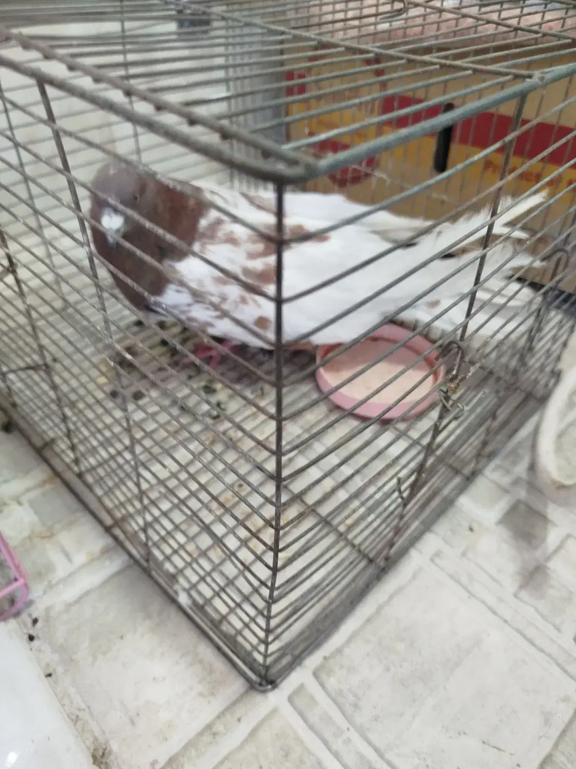 کبوتر|پرنده|مرند, |دیوار