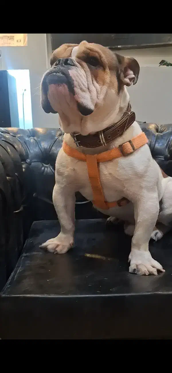 سگ انگلیش بولداگ انگلیس بولداگ|سگ|تهران, مهرآباد جنوبی|دیوار