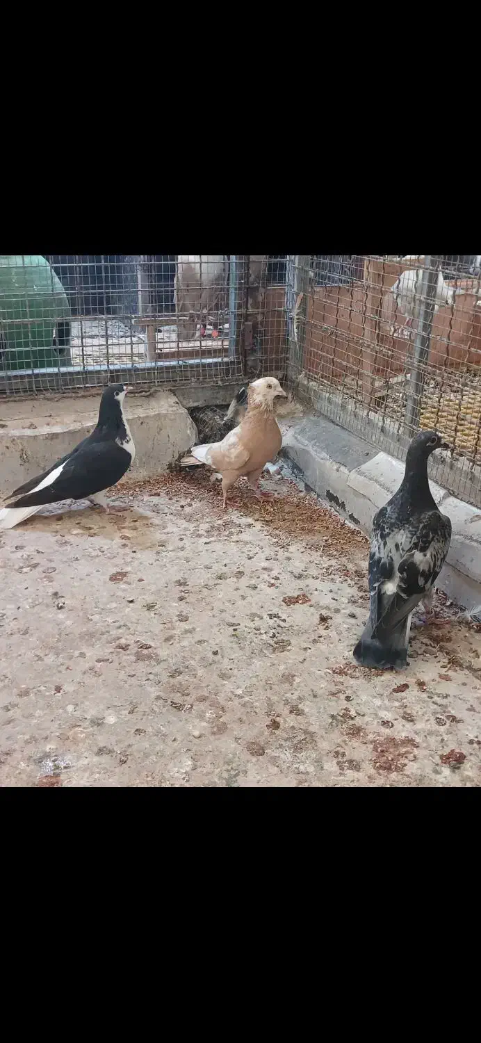 کبوتر پرشی|پرنده|گنبد کاووس, |دیوار