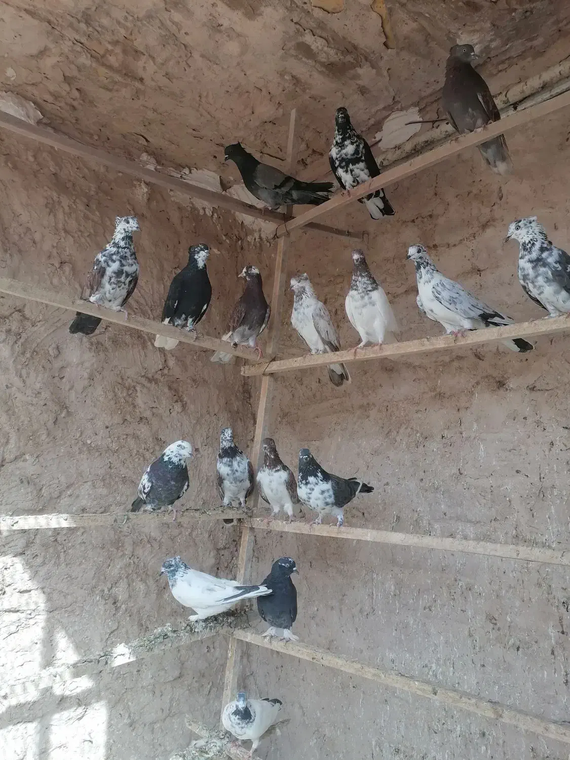 نروماده|پرنده|قم, هفت تیر|دیوار