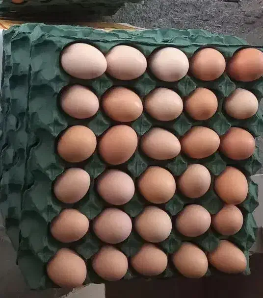 تخم مرغ محلی گلپایگان|خوردنی و آشامیدنی|مشهد, حجاب (شهرک غرب)|دیوار