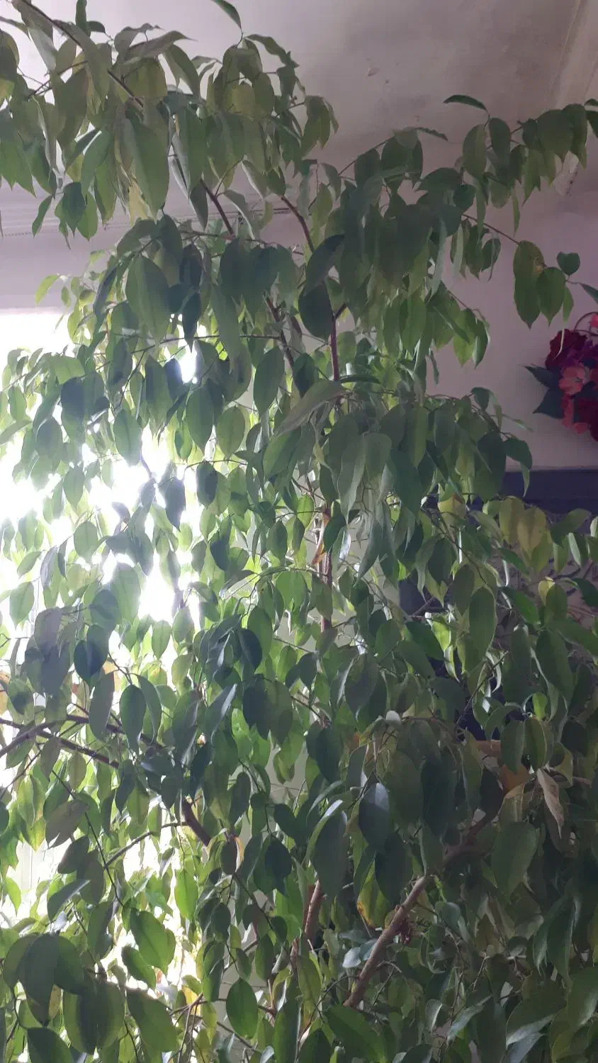 دوتاگل یکی مطبخ ویکی بنجامین هرکدام چهارمیلیون|گل و گیاه طبیعی|میاندوآب, |دیوار