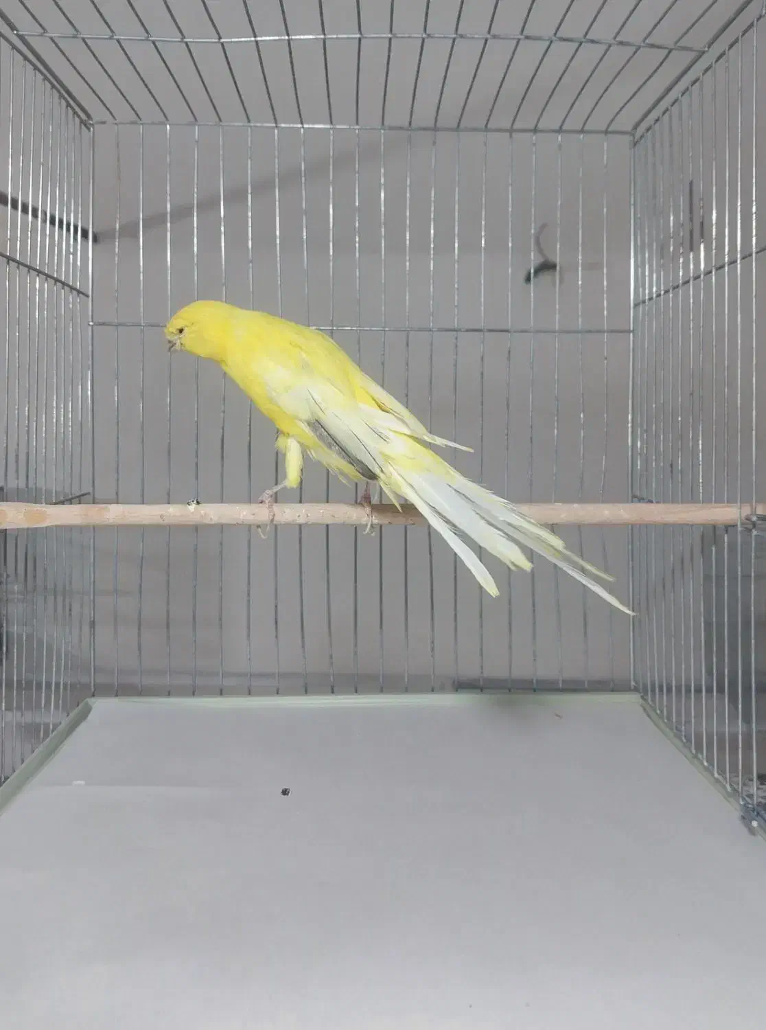 انواع قناری رسمی بلند (باتخم)|پرنده|یزد, |دیوار