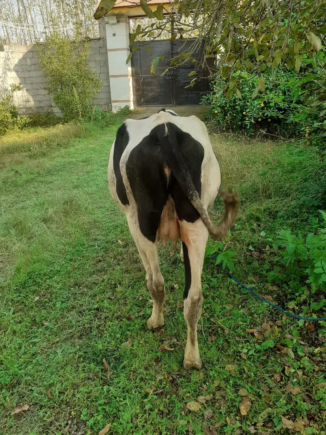 گاو دورگ محلی|حیوانات مزرعه|گوراب زرمیخ, |دیوار