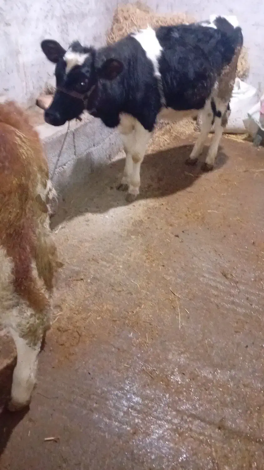 سیمینتال هولشتاین ماده|حیوانات مزرعه|رشت, دباغیان|دیوار