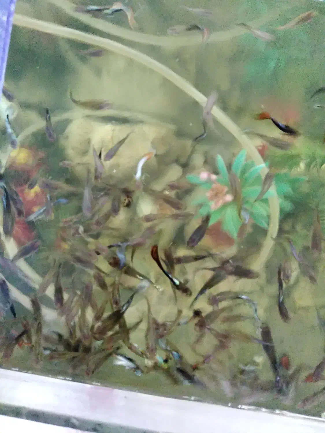 اکواریوم وماهی گوپی مولد بلک فسفری ۷رنگ|ماهی|فردیس, شهرک شهید حسینی|دیوار