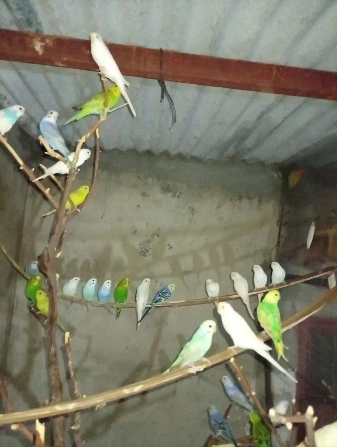 عروس هلندی،گرینچیک،برزیلی،ملنگو،مرغ عشق|پرنده|بندر کنگان, |دیوار