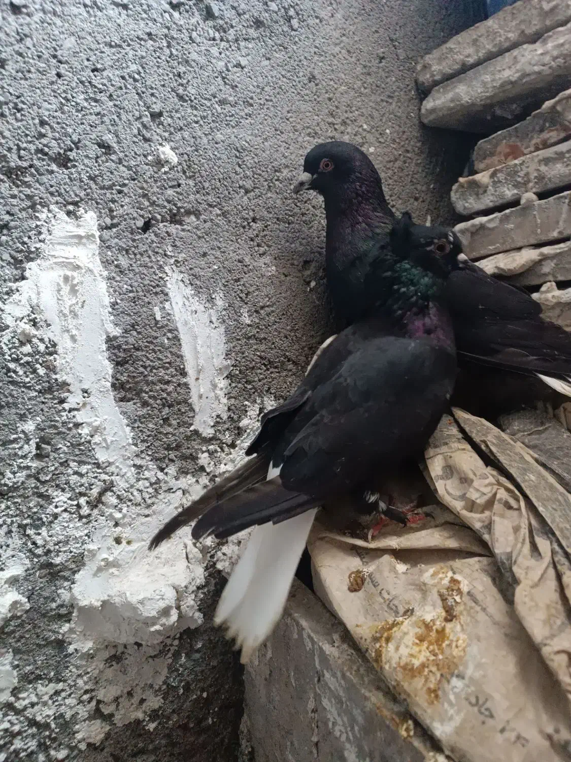 کفتر یا کبوتر نر ماده زاغ دم سفید|پرنده|رضویه, |دیوار