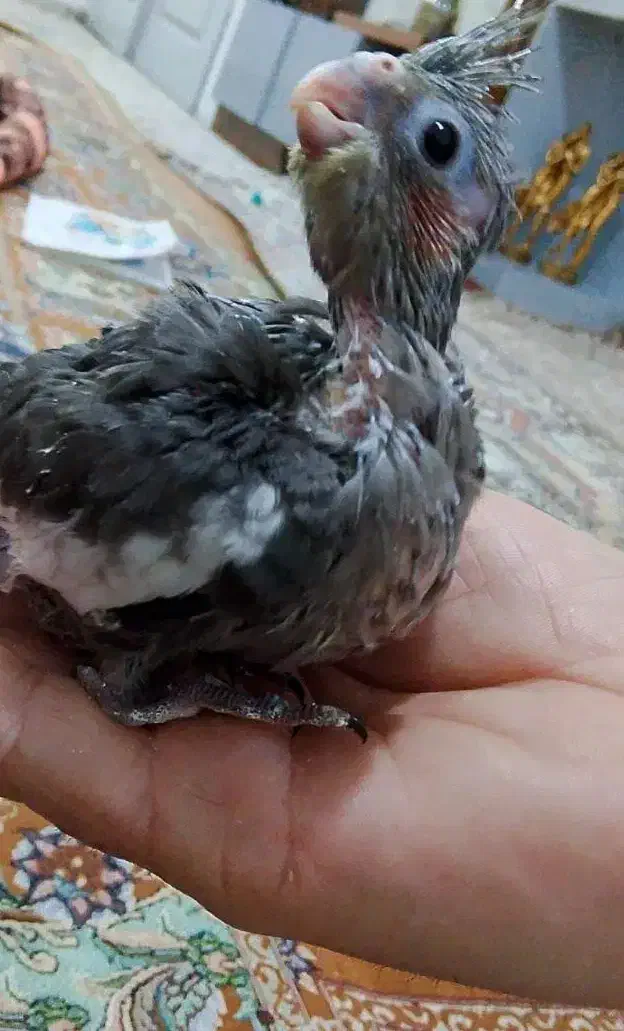 جوجه عروس هلندی|پرنده|مشهد, یاس|دیوار