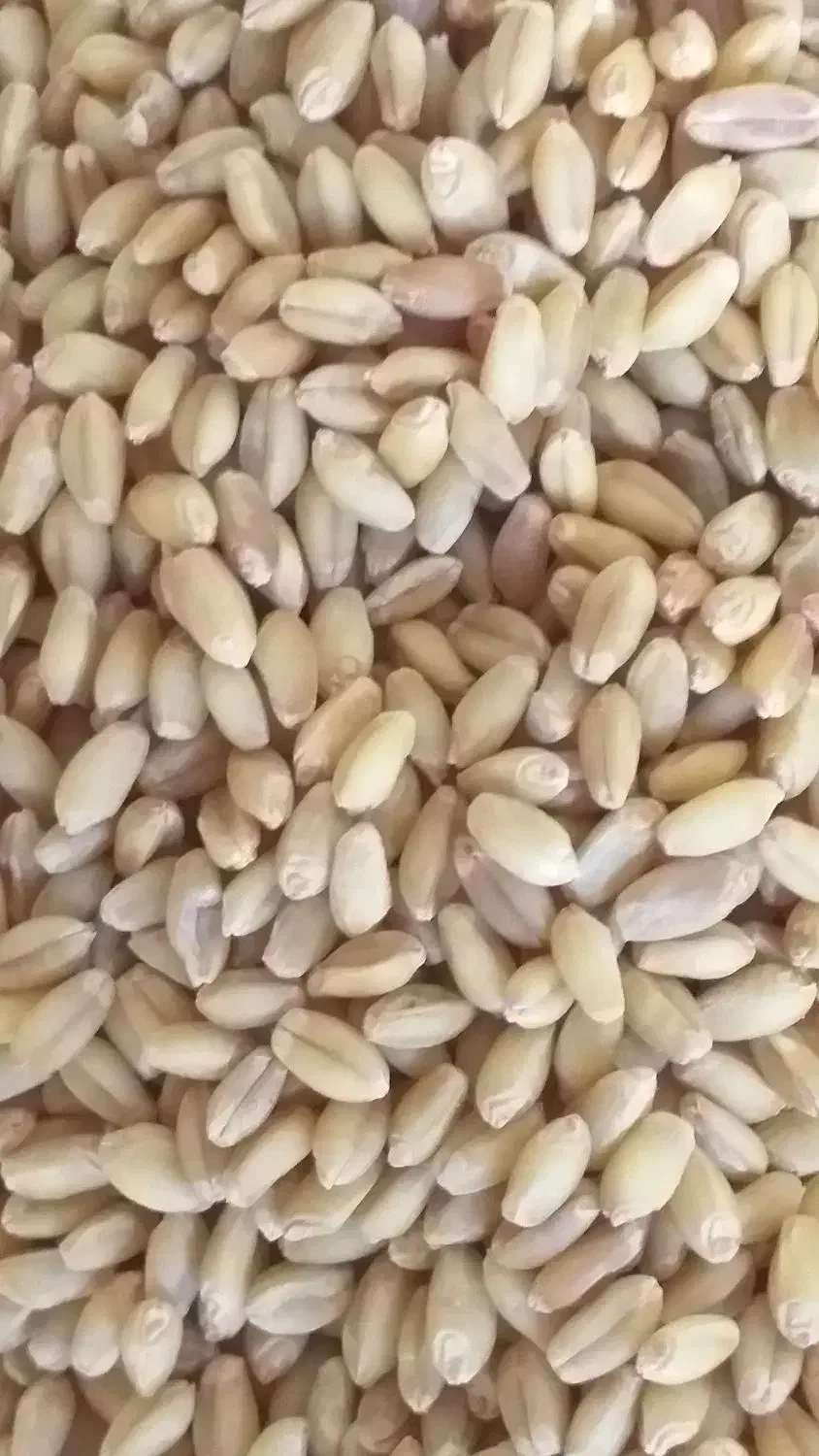 گندم کوهدشت بوجاری شده|لوازم جانبی حیوانات|انگوت, |دیوار