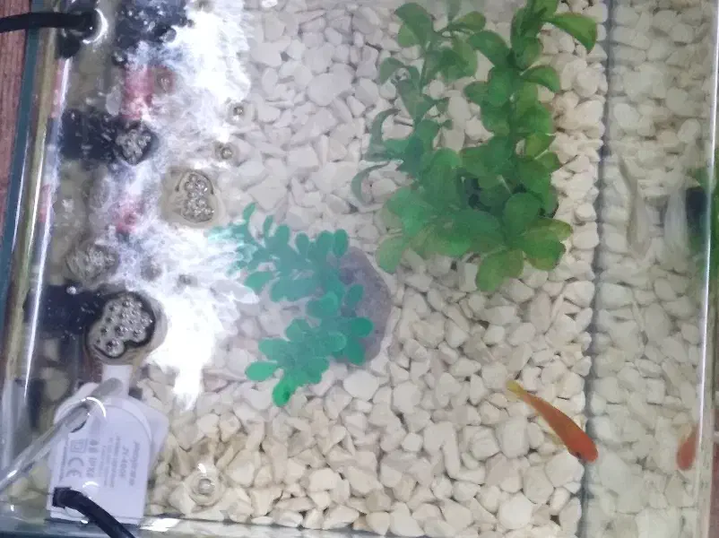 ماهی|ماهی|کاشمر, |دیوار