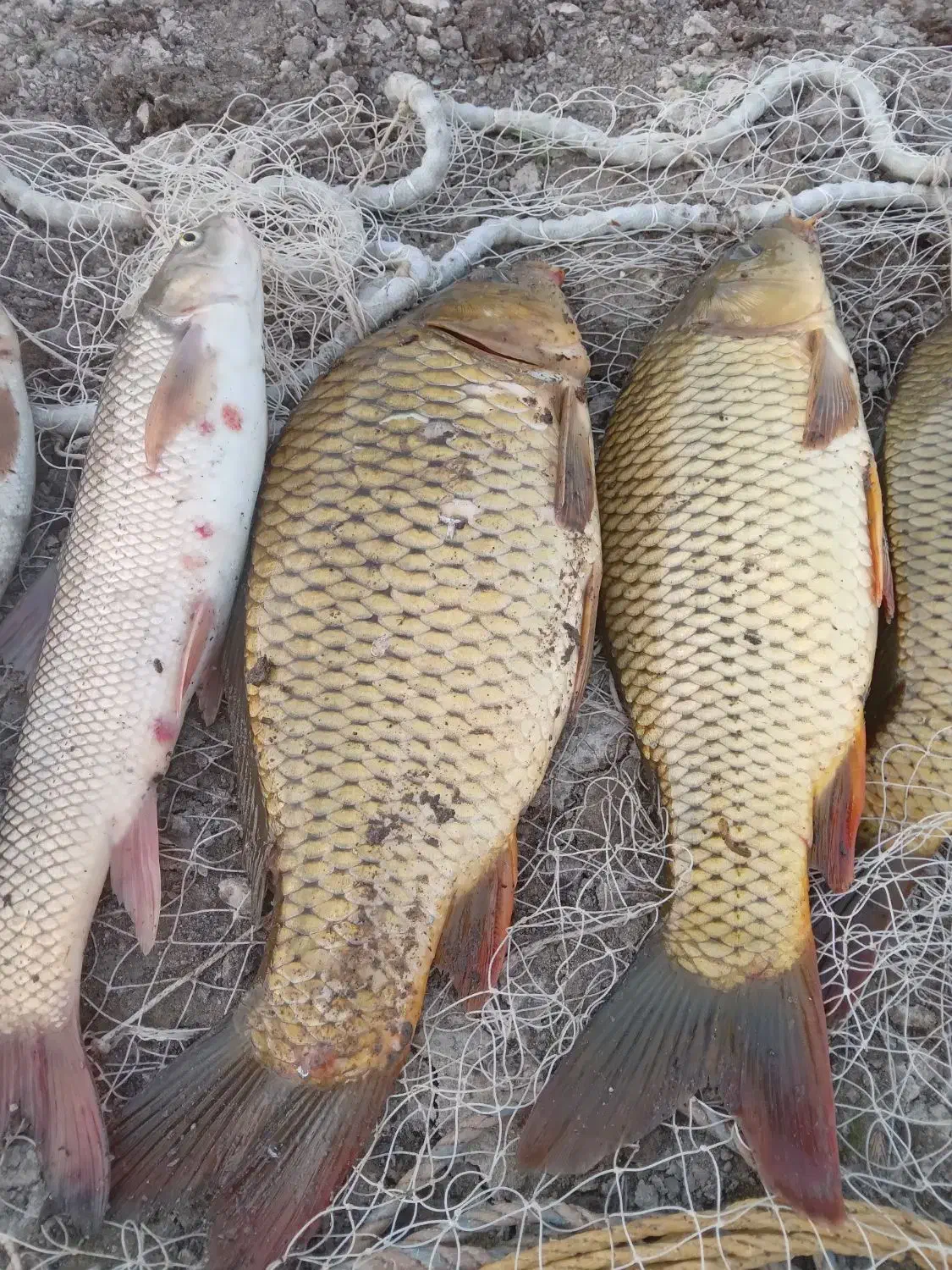 ماهی تازه سید روز شیلات ارس|خوردنی و آشامیدنی|اهر, |دیوار