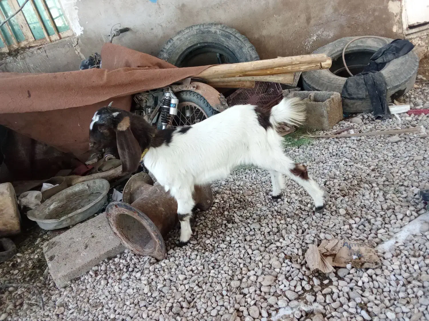 شعیبیه|حیوانات مزرعه|شوشتر, |دیوار