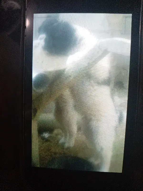 توله سگ قهدرجانی گله ایی|سگ|قهدریجان, |دیوار