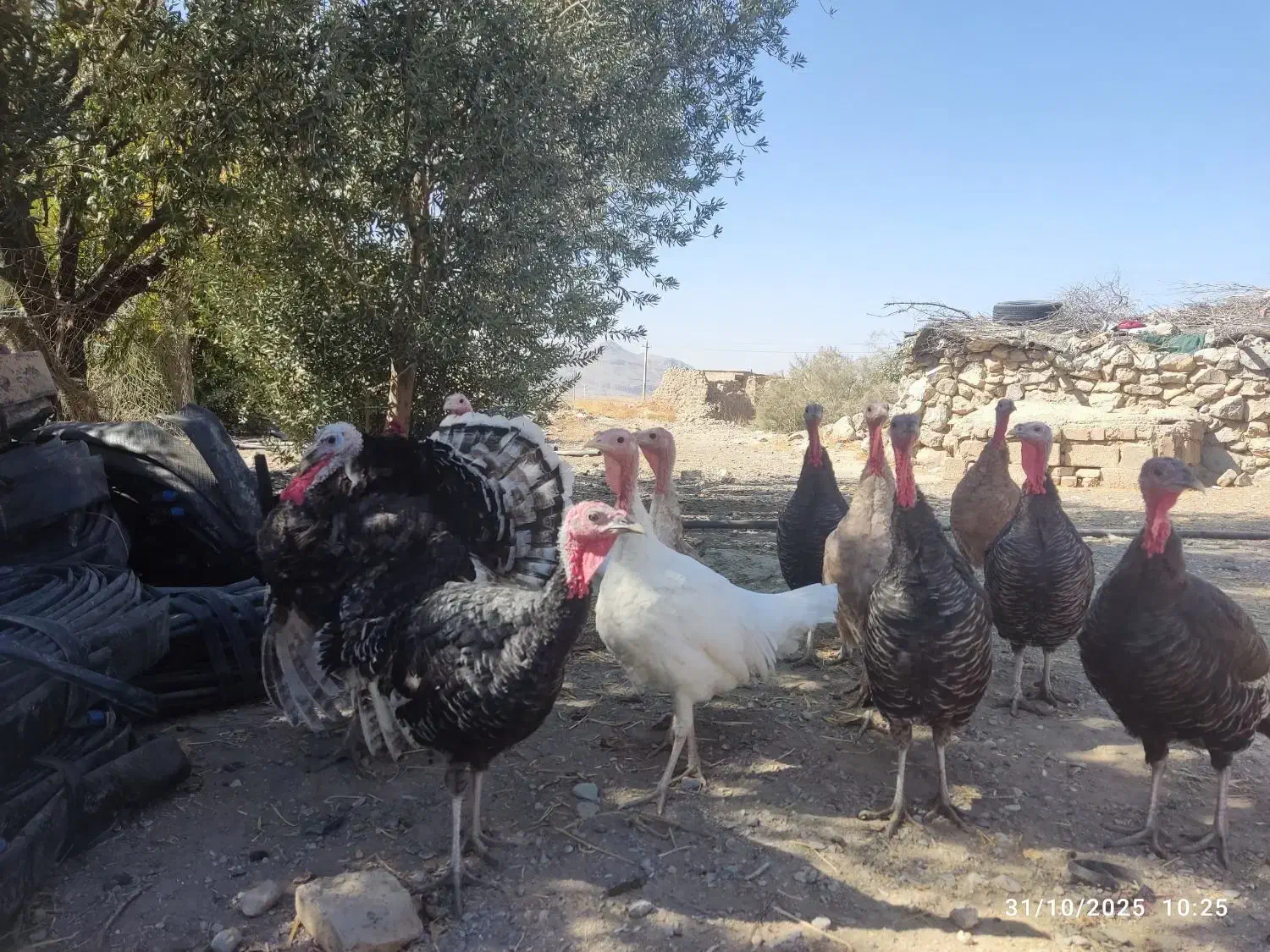 فروش ،مرغ ،خروس،بوقلمون|حیوانات مزرعه|بانش, |دیوار