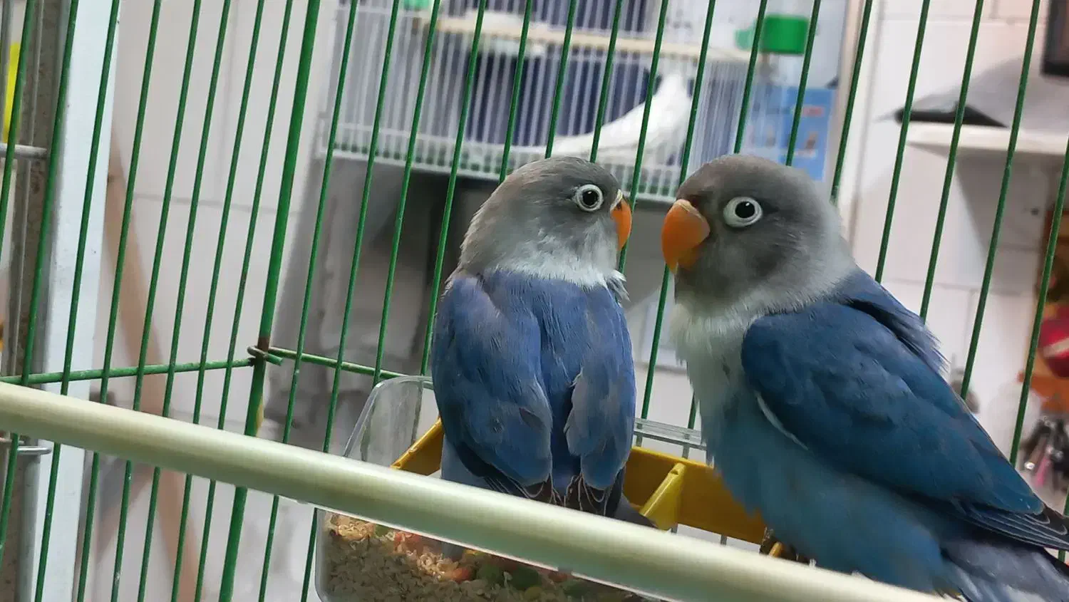 جوجه کوتوله برزیلی، مرغ عشق، عروس هلندی|پرنده|اصفهان, سپاهانشهر|دیوار