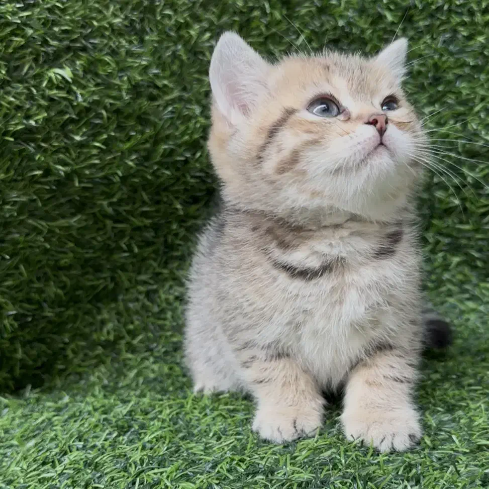 گربه بریتیش|گربه|کرج, عظیمیه|دیوار