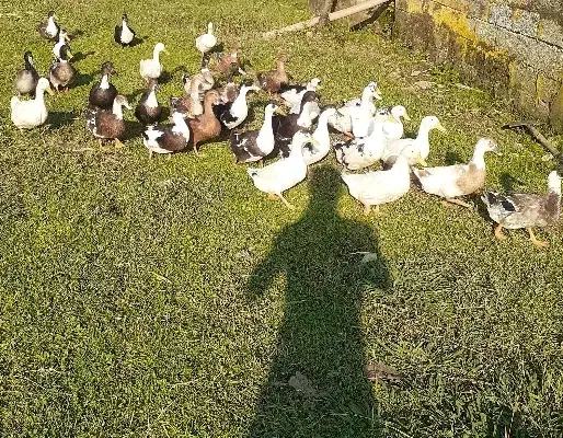 اردک گوشتی|حیوانات مزرعه|رضوانشهر, |دیوار