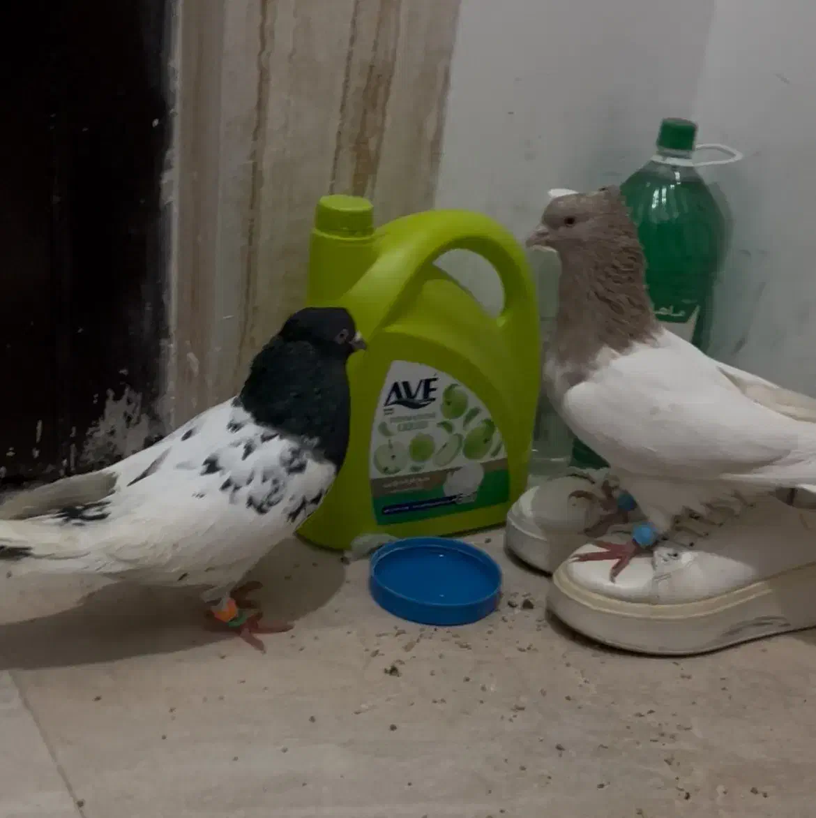 سه تا کله|پرنده|شیروان (خراسان), |دیوار