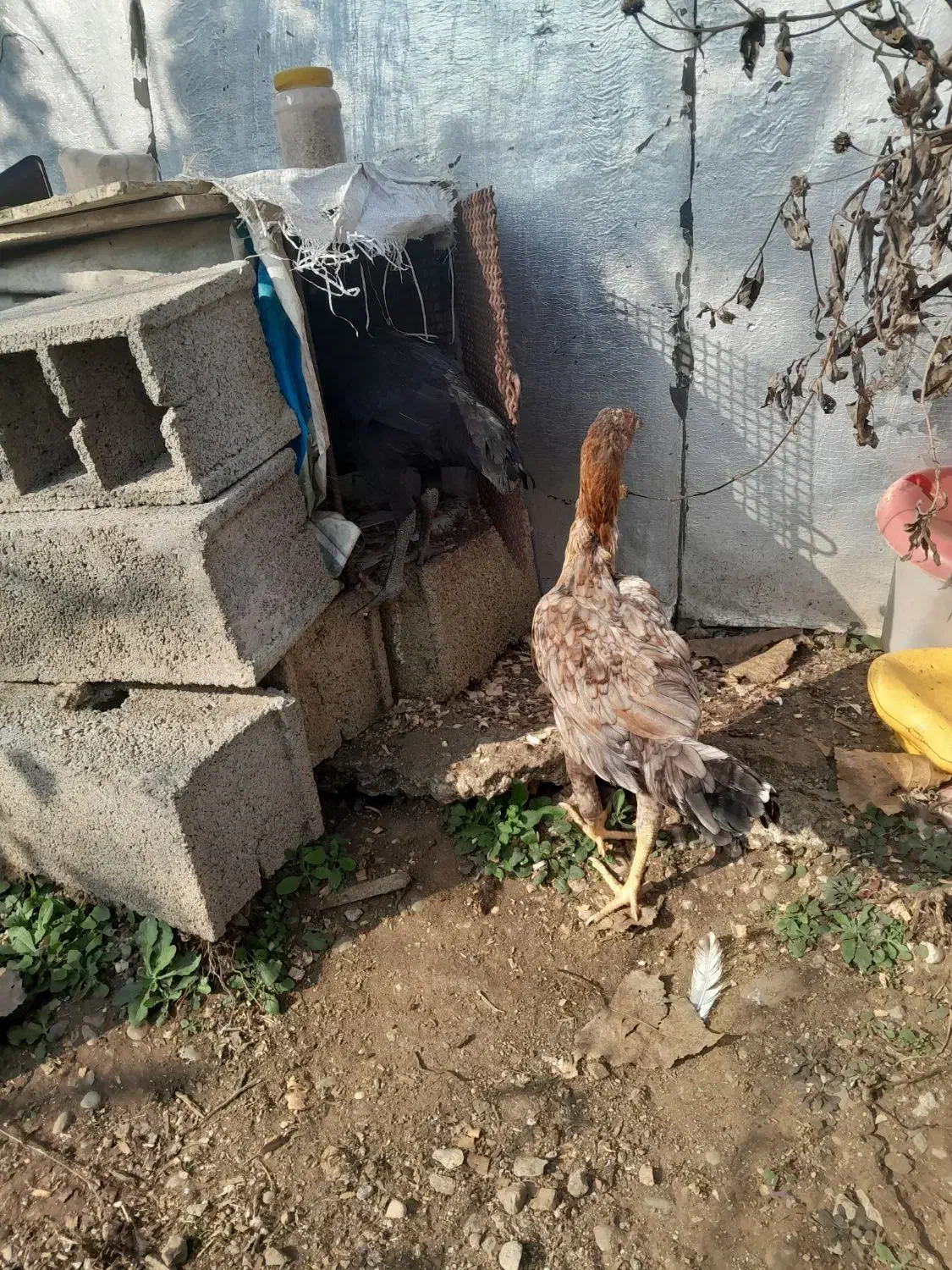 خروس محلی گردن لختی و دو عدد مرغ لاری|حیوانات مزرعه|کلاچای, |دیوار