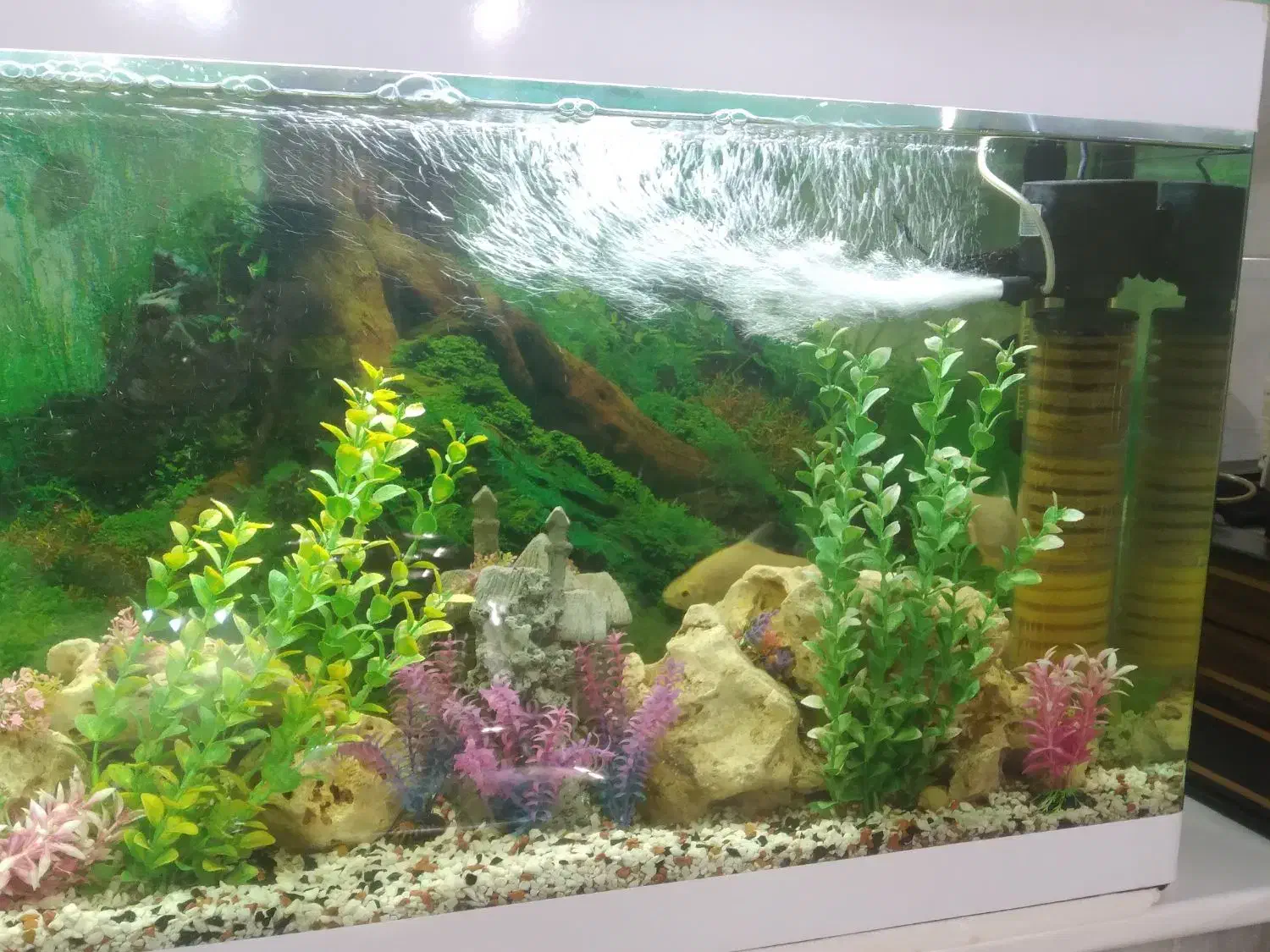 آکواریم|ماهی|اسلام‌شهر, شهرک قائمیه|دیوار