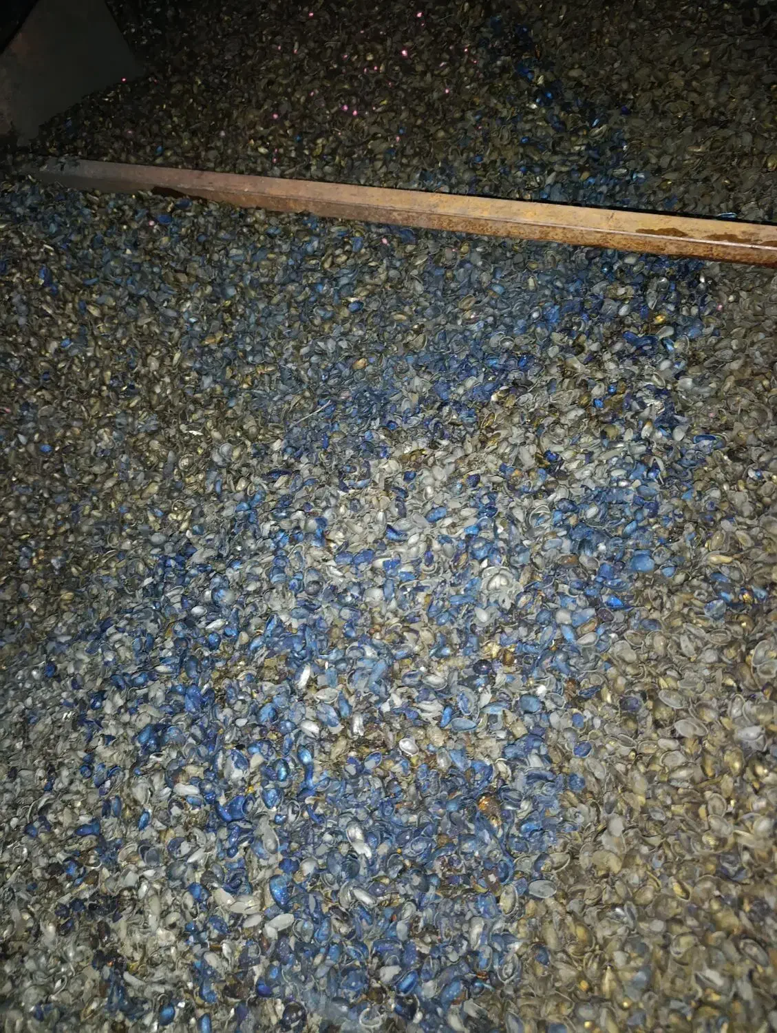 کربن پوسته پسته دوتن موجود هست|عمدهفروشی|فلاورجان, |دیوار