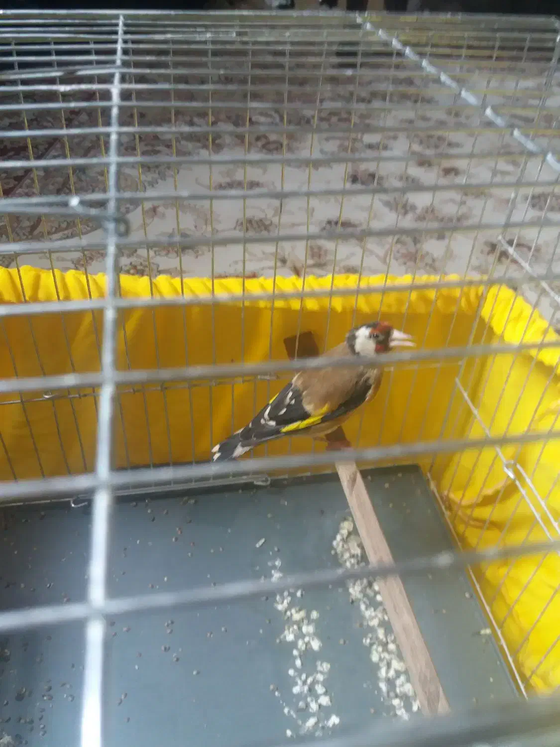 سهره ماده|پرنده|ری, شهید غیوری (ابن باویه)|دیوار