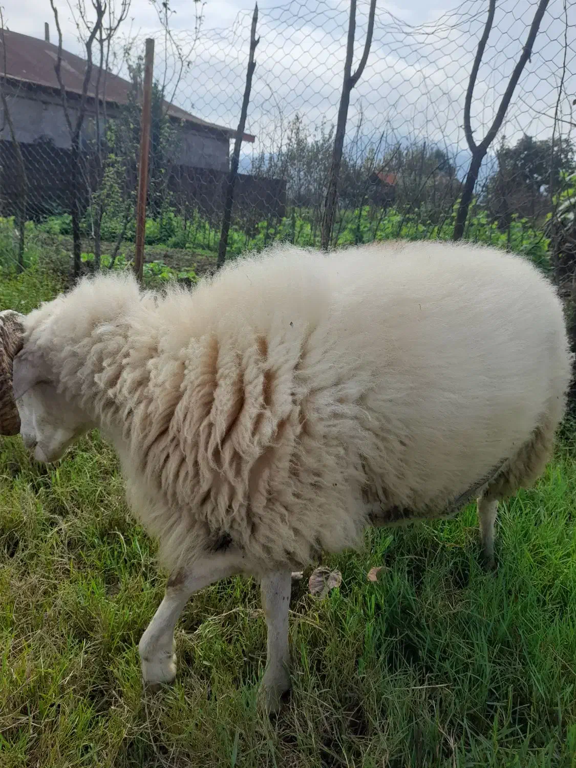 گوسفند زنده|حیوانات مزرعه|احمدسرگوراب, |دیوار