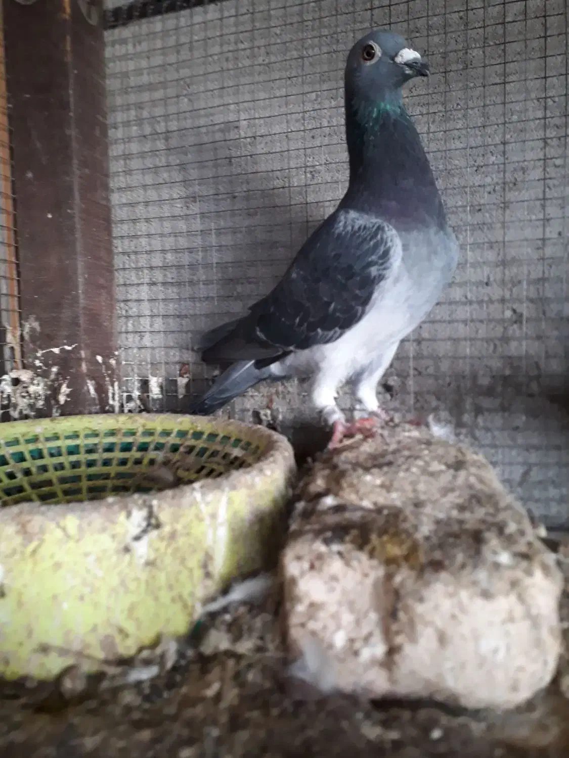 چاپی ونروی|پرنده|مسجد سلیمان, |دیوار