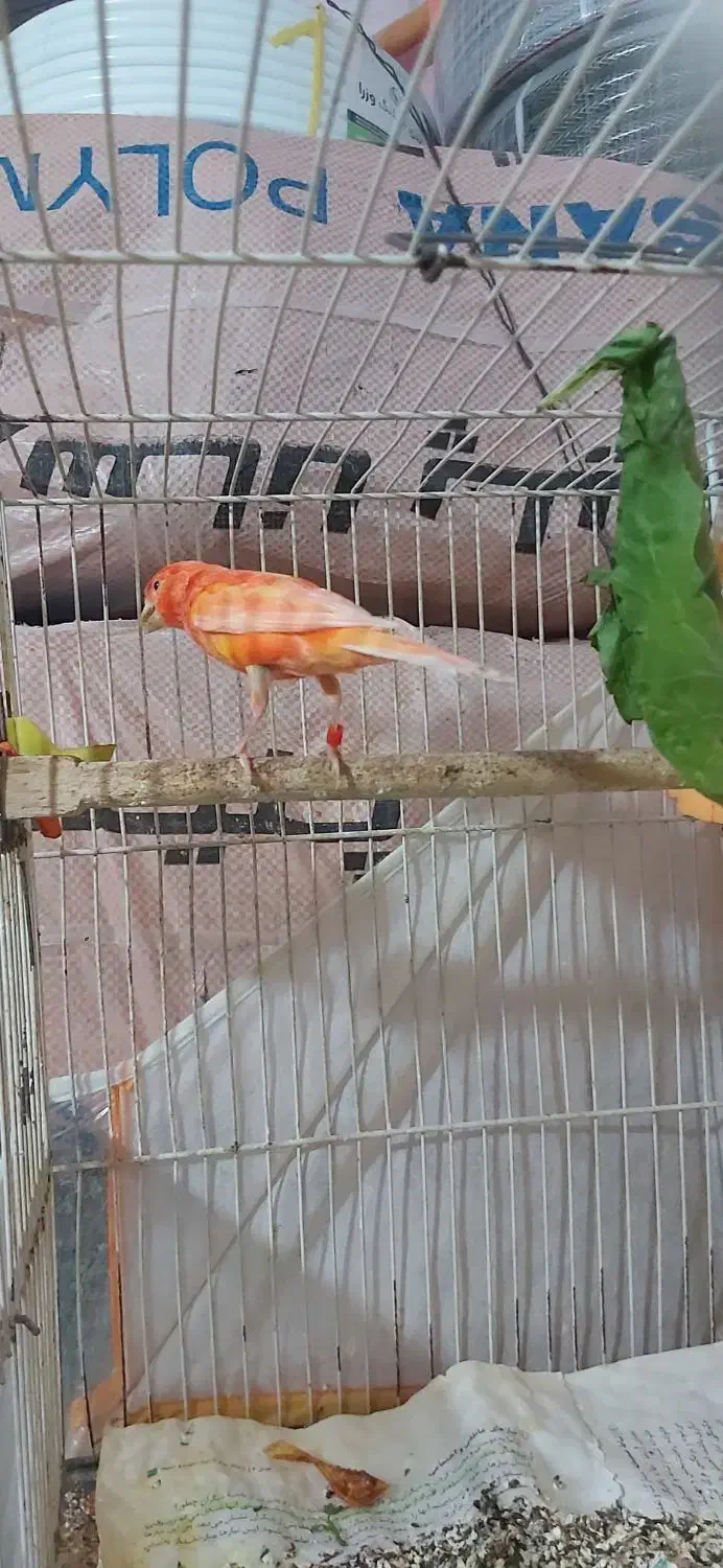 قناری نر|پرنده|شیروان (خراسان), |دیوار