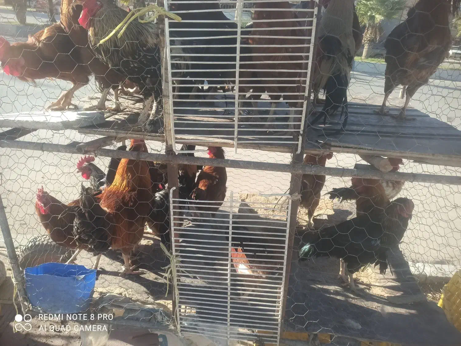 مرغ محلی مرغ کر(وار )خروس|حیوانات مزرعه|سرپل ذهاب, |دیوار